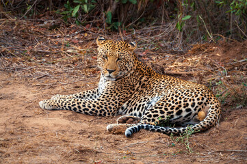 Leopard resting in the bush (scientific name: panthera pardus) in Kruger National Park - South Africa