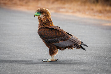 Isolated Tawny eagle  with his green beak (scientific name Aquila rapax) resting in Kruger National Park - South Africa