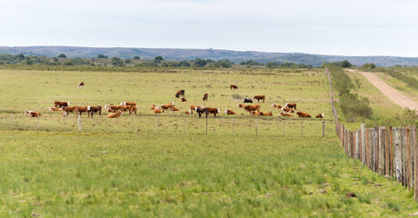 Fototapeta na wymiar A herd of cows grazing along a lonely, wire-fenced dirt road