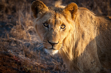 Fototapeta na wymiar Closeup portrait of a young lioness (scientific name: panthera leo) with bright intense eyes, taken at golden hour in Kruger National Park, South Africa