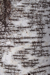 The birch bark texture or background.