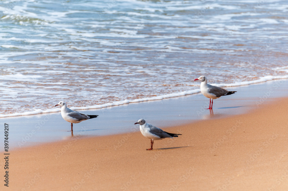 Wall mural Group of seagulls taking in the last rays of sun on the beach of Southern Africa in the Isimangaliso Wetland National Park. KwaZulu-Natal, South Africa