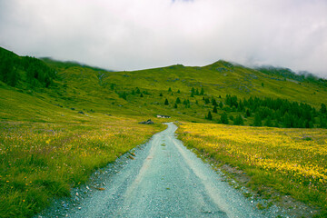 Strada nella natura