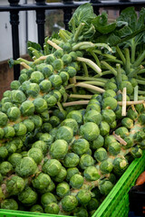 A Basket of Sprouts on the Stalk, For Sale on an Outdoor Market Stall