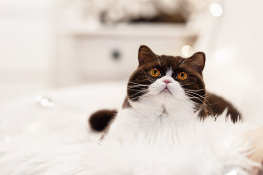S&uuml;&szlig;e Katze an Weihnachten High-Key wei&szlig; romantisch