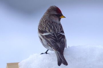 Bird on a branch in winter in Siberia