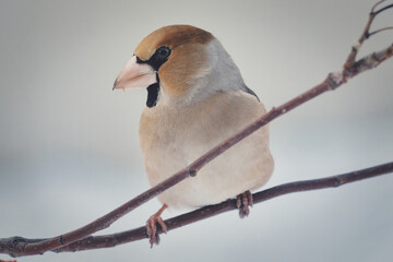 Bird on a branch in winter in Siberia