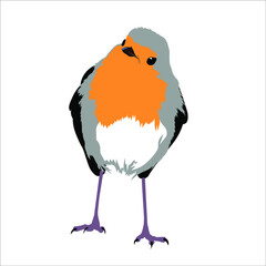 bird Erithacus rubecula on white background