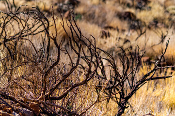 dry grass in the desert