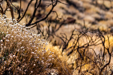 Fototapeta premium dry grass in the desert