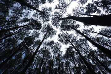 dramatic low angle of dense pine trees with open skies, crown shyness or intercrown spacing of pine tree