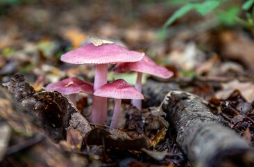 mushrooms in the forest
