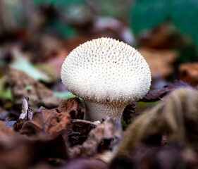 mushroom in the forest