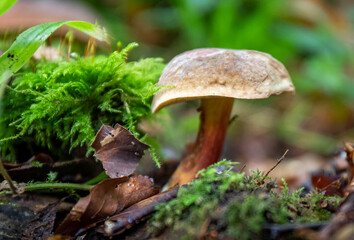 mushroom in the forest