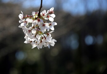 Group of hanging cherry blossoms with dark background and bokeh effect