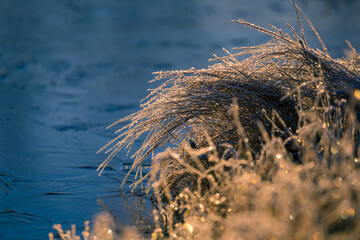 Beautiful winter scenery with a small plants frozen in the pond. Ice surface and snow covered plants. Winter morning with first snow and ice during the sunrise.