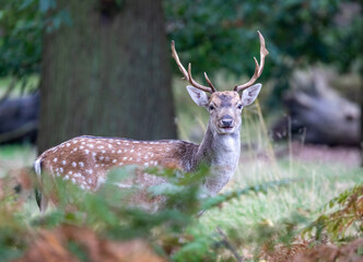 deer in the woods