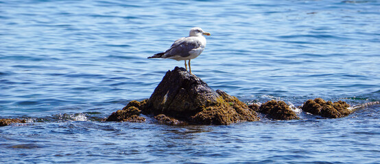 Petit goéland France