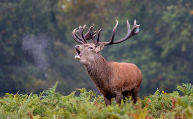 deer stag