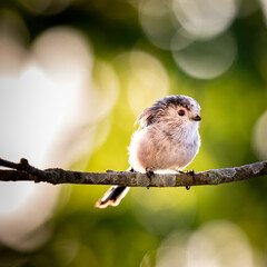 Long-tailed tit