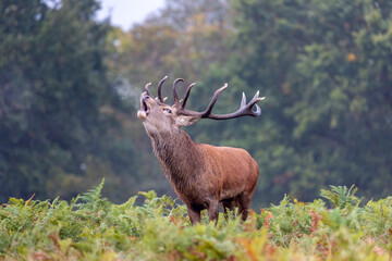 deer in the forest