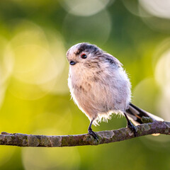 Long-tailed tit