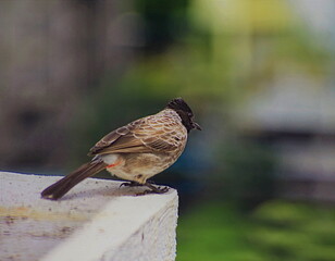 Red Vented Bulbul bird perched