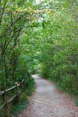 The long empty trail in the forest of the park.