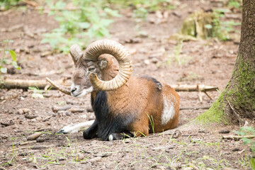Schafbock