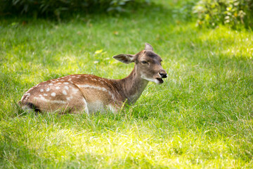 Reh im Gras 