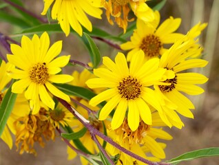 A close view of the yellow flowers in the garden.