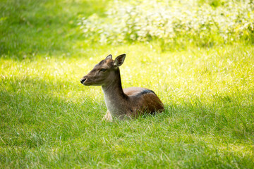 Rehkitz im Gras