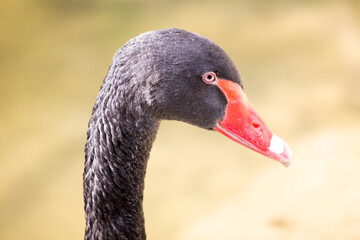 Fototapeta premium schwarzer Schwan