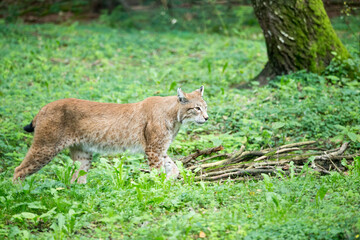 Luchs