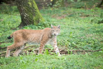 Luchs