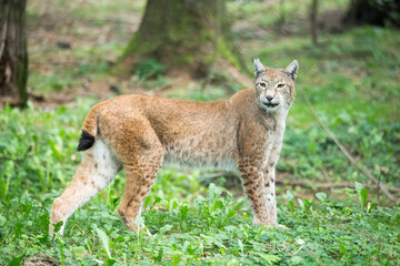 Luchs