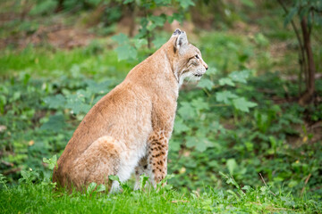 Luchs