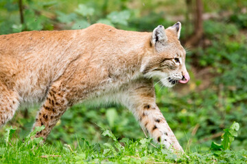 Luchs