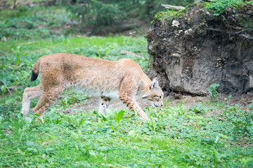 Luchs