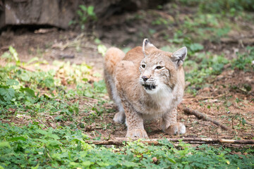 Luchs