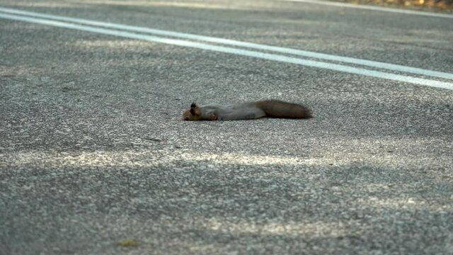 A dead squirrel lies on the road, just been killed by a car. Death of wild animals on the roads.