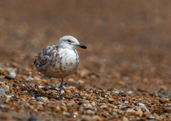 seagull on the beach