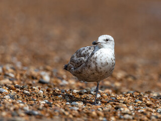 seagull on the beach