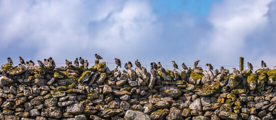 starlings on the fence