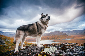 Beautiful Alaskan Malamute poses in the mountains. Looks forward proudly. © owr