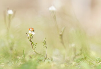 ladybug sitting on flower, macro shot in blooming field