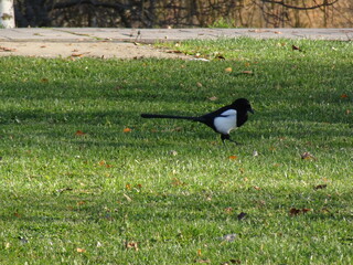 crow on the grass