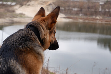 Rear view dog sitting on lakeside. Lake landscape, with German S