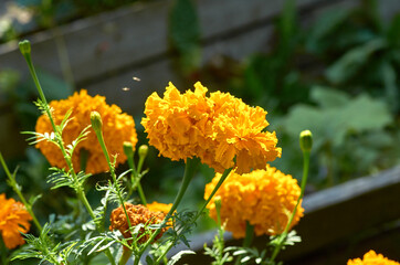 flowers in the garden