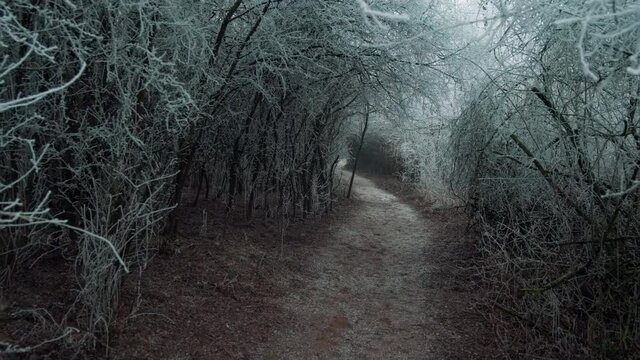 Dark Mood Path. Winter tree forest landscape with rime. Camera pan Right to Left. ProrRes Mov 422HQ 10Bit.